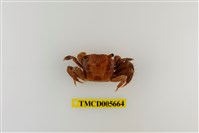 藏品(斑點擬相手蟹)的圖片